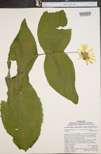 Silphium perfoliatum image