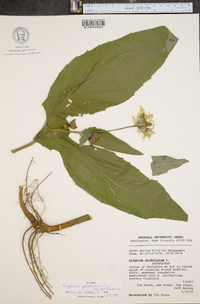 Silphium perfoliatum image