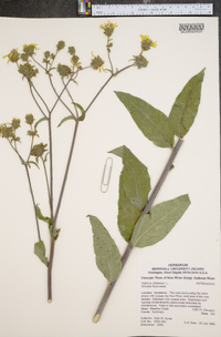 Silphium asteriscus image