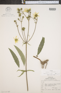 Silphium asteriscus var. trifoliatum image