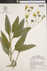 Silphium asteriscus image