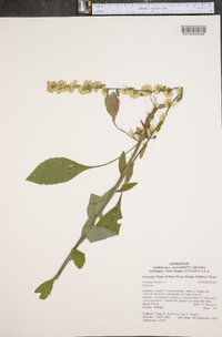 Solidago bicolor image