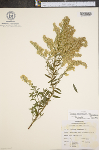 Solidago canadensis var. canadensis image