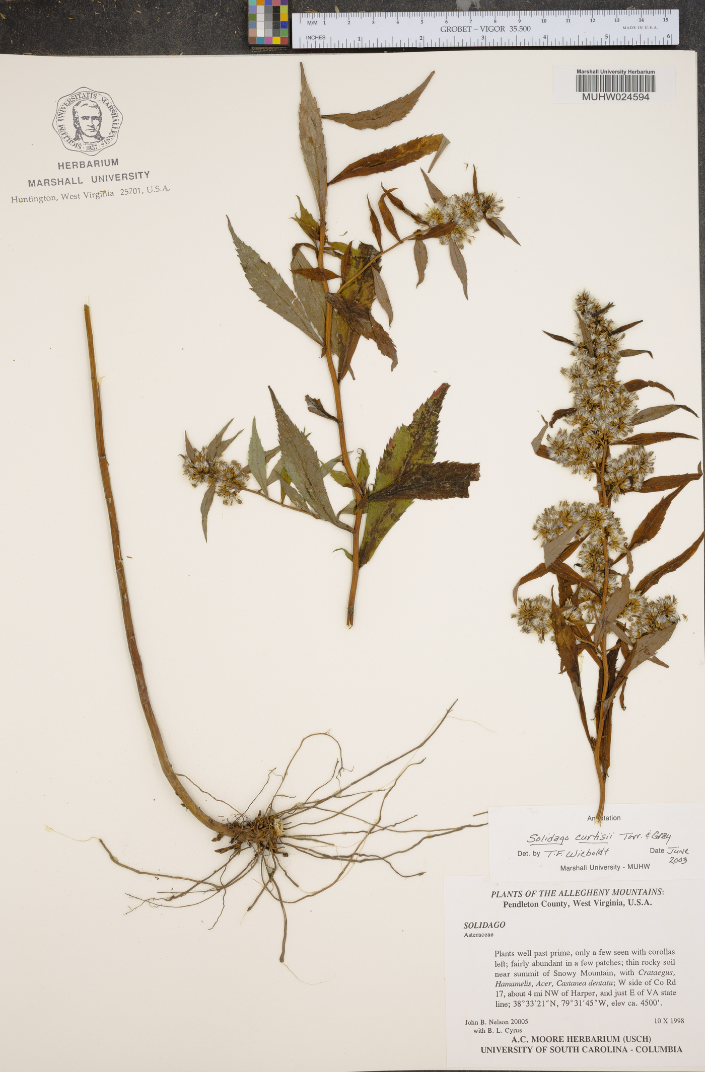 Solidago caesia var. curtisii image