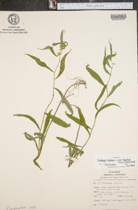 Solidago caesia var. curtisii image