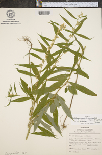 Solidago caesia var. curtisii image