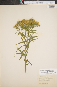 Euthamia graminifolia var. graminifolia image