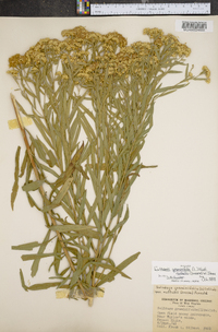 Euthamia graminifolia var. nuttallii image