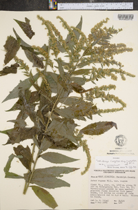 Solidago rugosa var. rugosa image