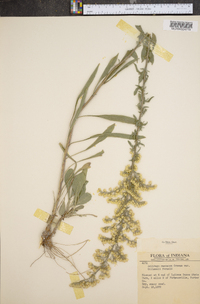 Solidago racemosa image