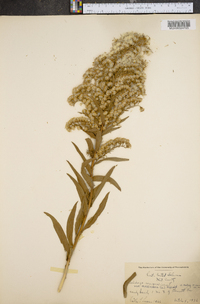 Solidago sempervirens var. mexicana image