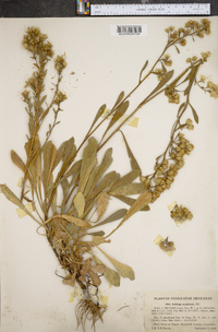 Solidago spathulata image