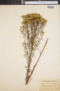 Solidago tenuifolia image