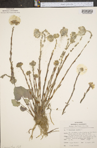 Tussilago farfara image