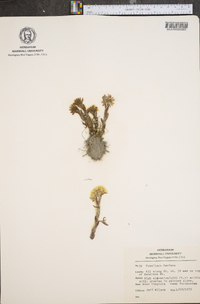 Tussilago farfara image