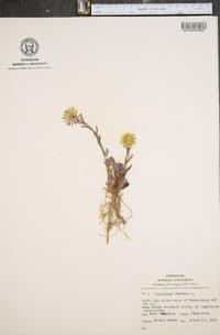 Tussilago farfara image