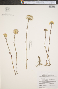 Tussilago farfara image