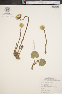 Tussilago farfara image