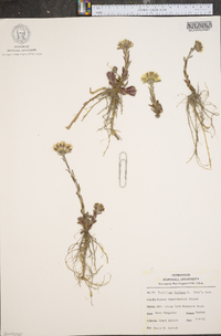 Tussilago farfara image