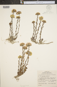 Tussilago farfara image