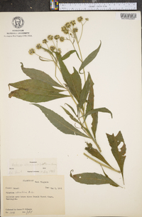 Verbesina alternifolia image