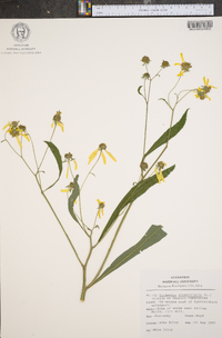 Verbesina alternifolia image