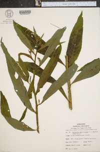 Verbesina alternifolia image