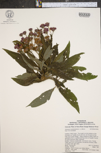 Vernonia noveboracensis image