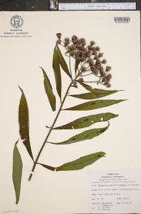 Vernonia noveboracensis image