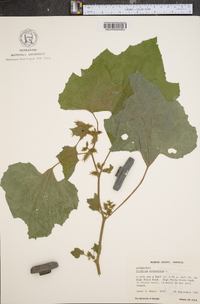 Xanthium strumarium var. glabratum image