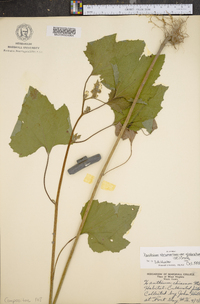 Xanthium strumarium var. glabratum image