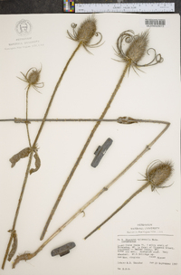 Dipsacus fullonum image