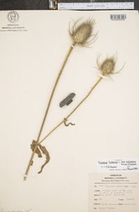 Dipsacus fullonum image