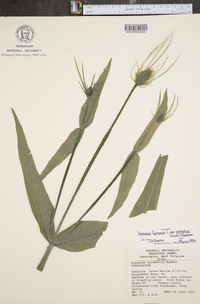 Dipsacus fullonum image