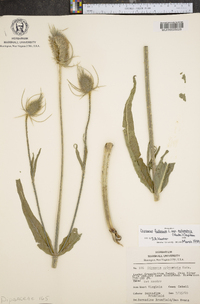 Dipsacus fullonum image