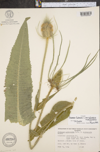 Dipsacus fullonum image