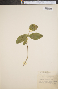 Lonicera dioica image