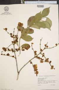 Lonicera maackii image