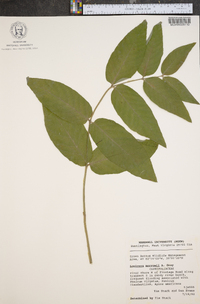 Lonicera morrowii image