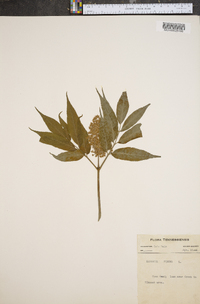 Sambucus racemosa subsp. racemosa image