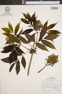 Sambucus racemosa subsp. racemosa image