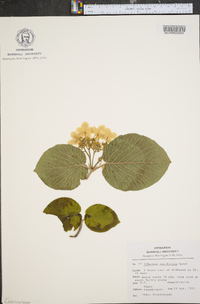 Viburnum lantanoides image