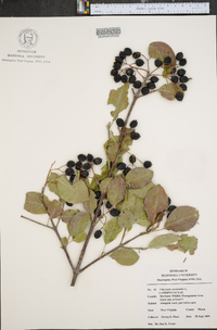 Viburnum cassinoides image