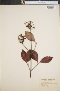 Viburnum cassinoides image