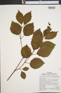 Viburnum dentatum var. lucidum image