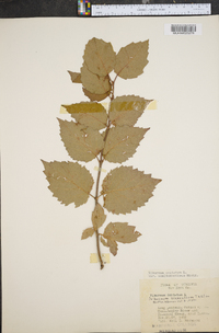 Viburnum dentatum var. semitomentosum image