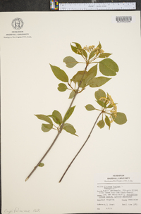 Viburnum lentago image