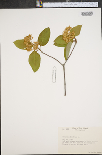 Viburnum lentago image