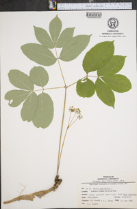 Aralia nudicaulis image