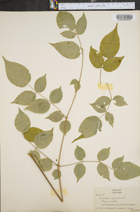 Aralia spinosa image